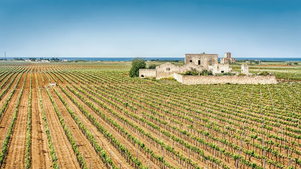 Immagine principale della home di Cantina di Ruvo - Crifo